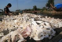 √ Khasiat dan Manfaat Tulang Ikan Untuk Kesehatan Tubuh Manusia