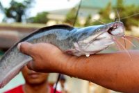 3 Resep Rahasia Umpan Ikan Lele Harian Terbaru