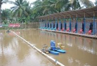 3 Resep Umpan Jitu Ikan Lele di Air Keruh Untuk Pemula
