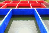 9 Cara Budidaya Ikan Lele Sangkuriang di Kolam Terpal Untuk Pemula