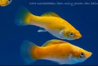 Membedakan Ikan Molly Jantan dan Betina