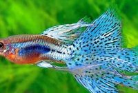 Cara Budidaya Ikan Guppy