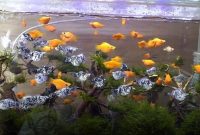 jenis ikan moly