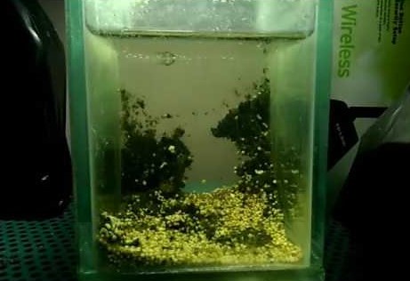 √ Cara Budidaya Ikan Molly Untuk Pemula