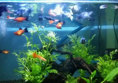 √ Cara Budidaya Ikan Molly Untuk Pemula