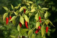 13 Cara Menanam Cabe Rawit di Pot Agar Berbuah Lebat