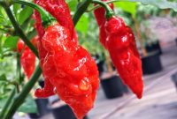 20 Jenis Cabe Pedas Yang Ada di Dunia