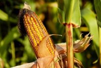 8 Jenis Penyakit Pada Tanaman Jagung dan Pengendaliannya