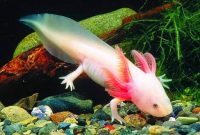 Ikan Naga atau Ikan Palmas