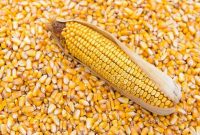 Mengenal Jenis-Jenis Benih Jagung Yang Terdapat di Indonesia