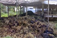 Cara Membuat Pupuk Kompos Dari Kotoran Sapi Dengan EM4