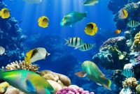 Biota Laut