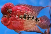 15 Makanan Ikan Louhan Agar Cepat Jenong dan Tips Perawatannya