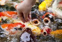 32 Makanan Ikan Koi Agar Cepat Besar dan Cepat Berwarna!!!