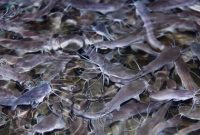 4 Makanan Ikan Lele Agar Cepat Besar dan Cepat Panen!!!