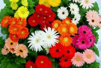 Cara Menanam Bunga Aster : Jenis-Jenis Aster dan Cara Merawat!