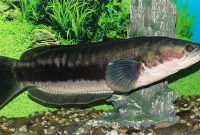 Ikan Toman