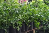 Cara Menanam Seledri di Polybag yang Baik dan Terlengkap!