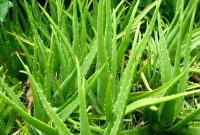 Cara Menanam Lidah Buaya Agar Subur Serta Tipsnya!