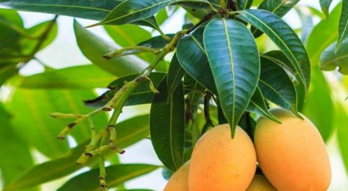 Cara Menanam Pohon Mangga Didalam Pot dan Membudidayakannya Cara Menanam Pohon Mangga Didalam Pot dan Membudidayakannya