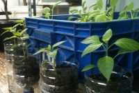 Cara Menanam Cabe Hidroponik Dengan Botol Bekas Yang Sederhana