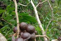 Cara Menanam Jengkol Yang Baik dan Benar serta Manfaat Jengkol!