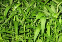 Cara Menanam Kangkung : Jenis-Jenis serta Manfaatnya Lengkap!