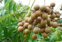 Cara Menanam Kelengkeng Dalam Pot Yang Biak dan Benar!