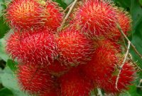 Cara Menanam Rambutan : Kalrifikasi, Morfologi dan Manfaatnya!
