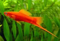 Ikan Ekor Pedang