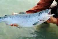 Ikan salmon