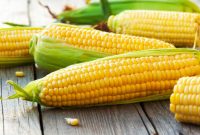 Cara Budidaya Jagung Manis : Manfaat dan Deskripsi Jagung Manis!