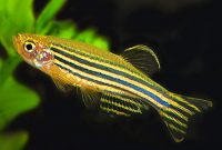 Ikan Zebra Danio