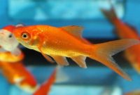 Ikan Komet Common