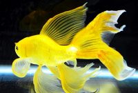 Ikan Komet Yellow