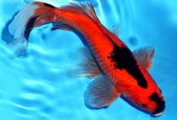 Perbedaan Ikan Komet dan Ikan Koi