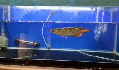 akuarium ikan arwana