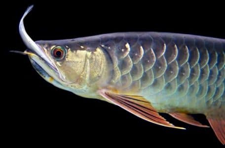 makanan ikan arwana