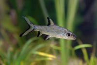 Ikan Bala Shark