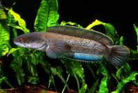 Ikan Gabus