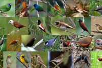 Jenis Burung Emprit