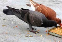 Makanan Burung Merpati