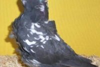 Merpati Chinese Owl