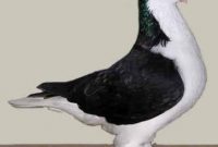 Merpati Lahore