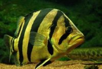 ikan tigerfish