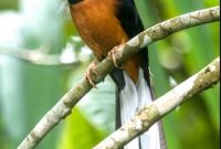 jenis burung murai