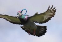 10 Fakta Menarik Burung Merpati Harus Anda Ketahui Lengkap!!