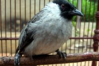 Cara Merawat Burung Kutilang