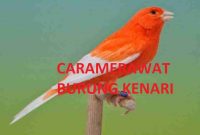 Cara Merwat Burung Kenari