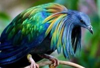 Jenis Burung Langka Diindonesia
